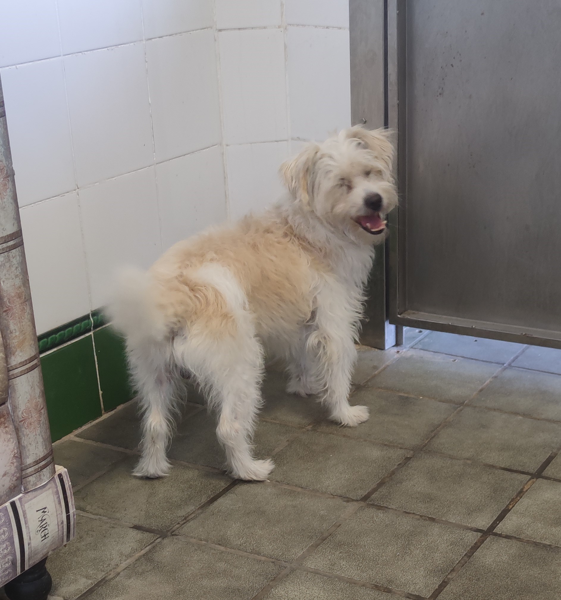 Peluquería de mascotas Yolapatitas